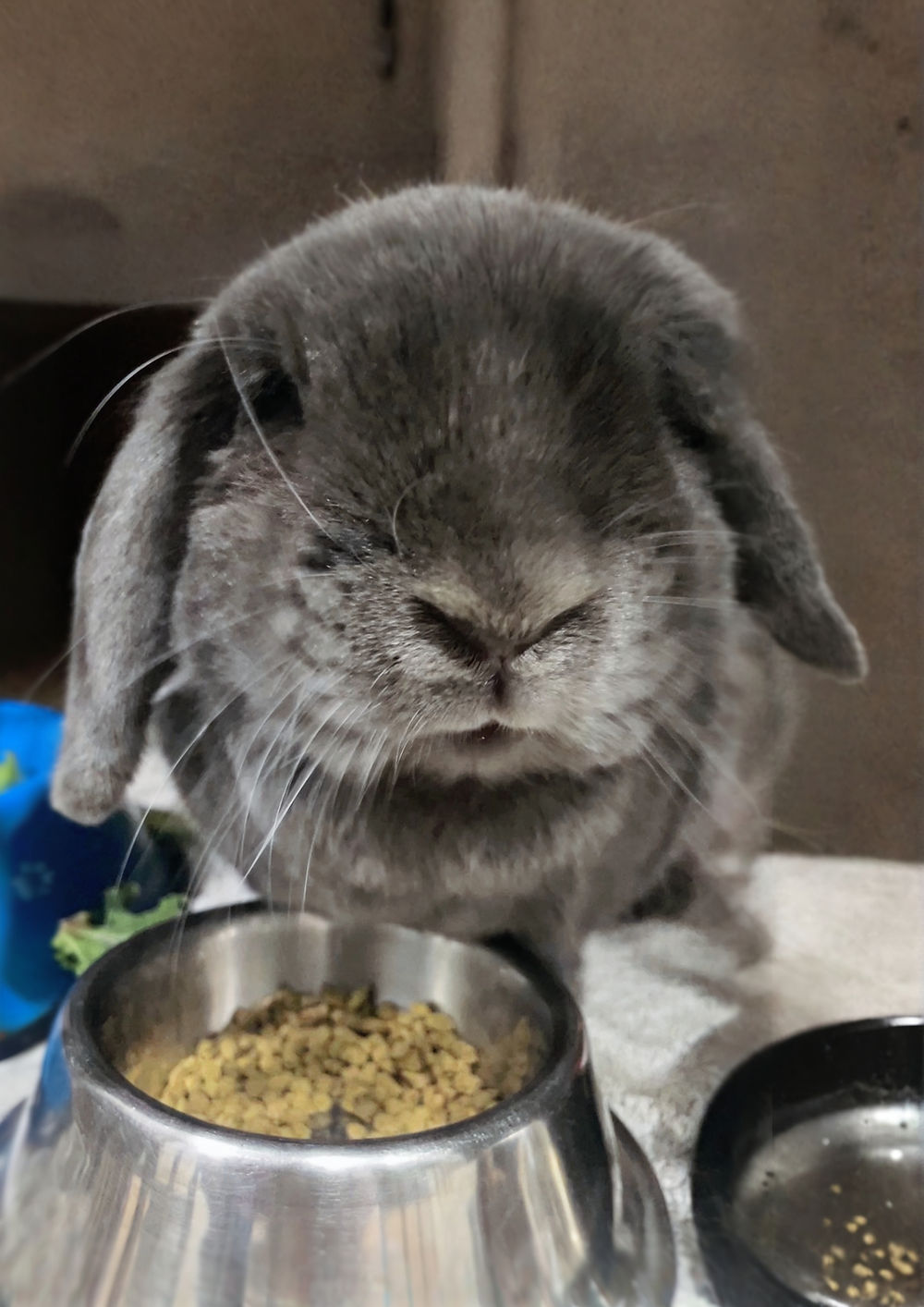 Button recovering from his wound clean procedure
