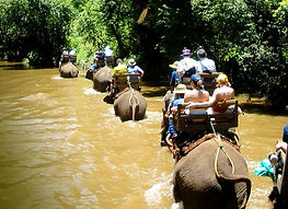 Elephant Painting Show & Riding