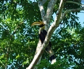 นกเงือก ปากช่อง เขาใหญ่