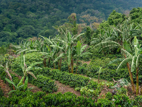 Farmer Spotlight: Los Tarrales, Guatemala