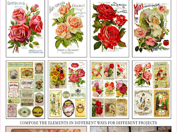 Vintage botanical rose illustrations and labels: Compose elements for different projects.