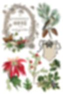 Thumbnail: Winter Botanist