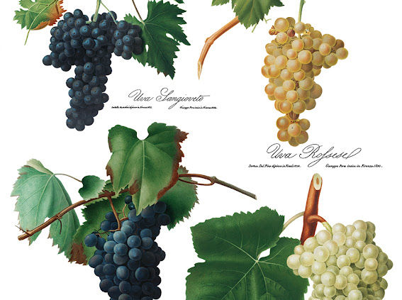 Thumbnail: Botanical illustration of four grape bunches: Uva Sangiovese, Uva Refosco.