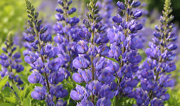 Blue False Indigo in full bloom.png