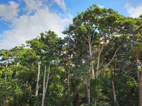 30 de Mayo - Día del Árbol en Honduras