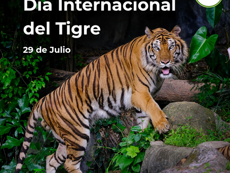 Día Internacional del Tigre: Una Llamada desde Honduras para el Mundo
