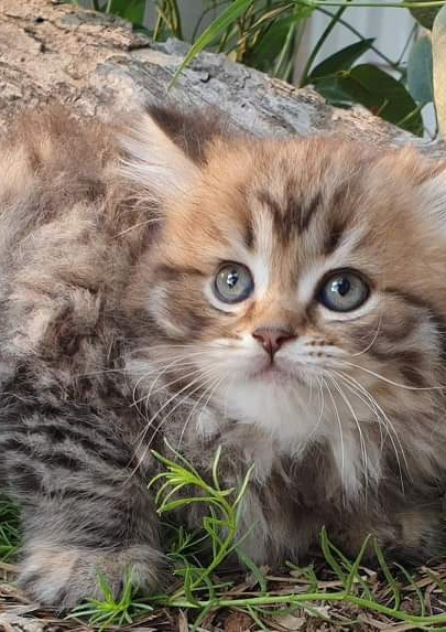 New Owners Information Circle K Scottish Folds