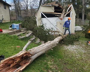 Emergency job tree fallen in storm.jpg