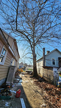 tree before before.jpg