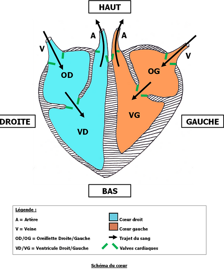 Schéma coeur_edited_edited.png