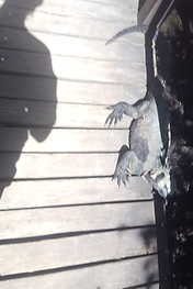 Gal Iguana.jpg