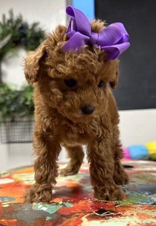 Past toy poodle puppy