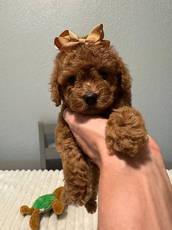 Past toy poodle puppy