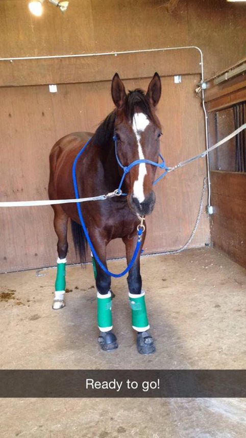 Thoroughbred Makeover: The Road Trip