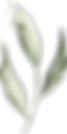 olive_watercolor_03.png