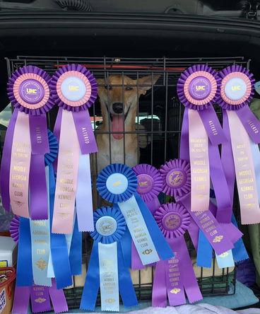 Carolina dog, Carolina dogs, American dingo, American dingos, American dingoes, "Carolina dog", "Carolina dogs", Carolina dog breeder, Carolina dog breeders