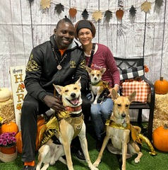Carolina dog show dogs from Banbury Cross farm in Aiken, SC