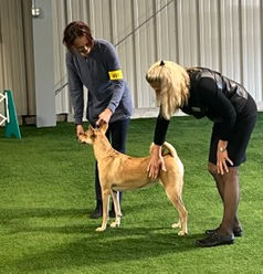 Carolina dog show dogs from Banbury Cross farm in Aiken, SC