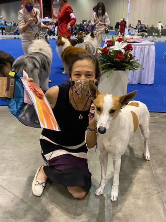 Carolina dog, Carolina dogs, American dingo, American dingos, American dingoes, "Carolina dog", "Carolina dogs", Carolina dog breeder, Carolina dog breeders