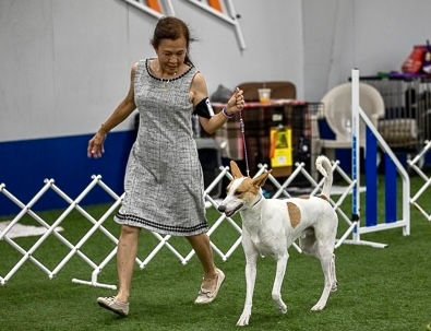 Carolina dog, Carolina dogs, American dingo, American dingos, American dingoes, "Carolina dog", "Carolina dogs", Carolina dog breeder, Carolina dog breeders