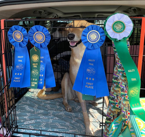 Carolina dog, Carolina dogs, American dingo, American dingos, American dingoes, "Carolina dog", "Carolina dogs"