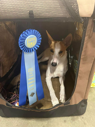 Carolina dog, Carolina dogs, American dingo, American dingos, American dingoes, "Carolina dog", "Carolina dogs", Carolina dog breeder, Carolina dog breeders