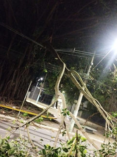 QUEDA DE ÁRVORE DE GRANDE PORTE INTERDITA AVENIDA NO CENTRO DE VARGINHA