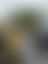 Tragédia na BR-459: Idosa de 82 anos morre e duas pessoas ficam gravemente feridas em colisão frontal