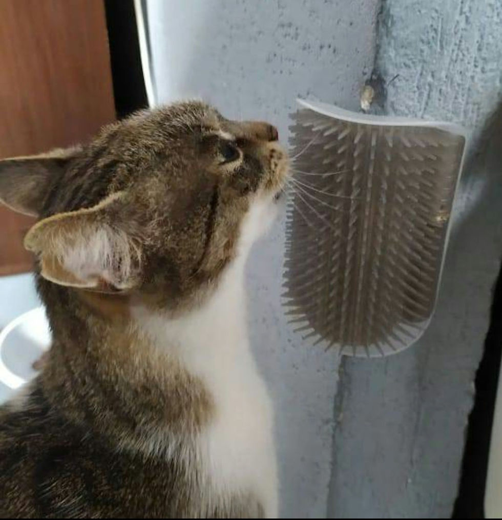 Miniatura: Cepillo esquinero para gato