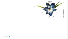 hispanic postcard flower.JPG