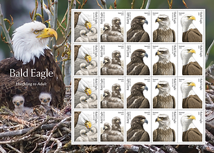 2026 Eagle.png