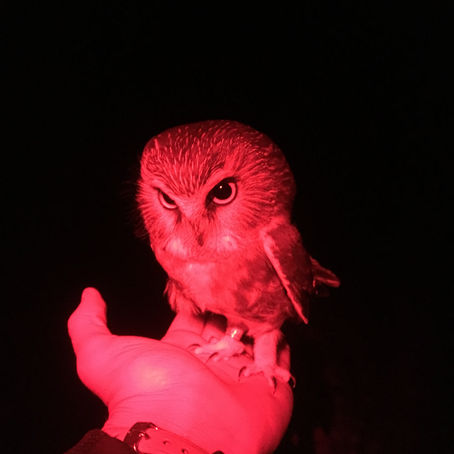 Life as a Wildlife Tech