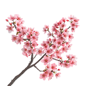 Sakura tree branch_edited_edited_edited.