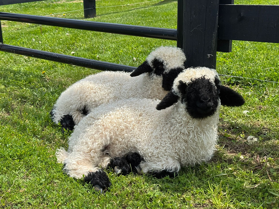 🐐 Why Farm Yoga Works (and Why Ours Is One-of-a-Kind)