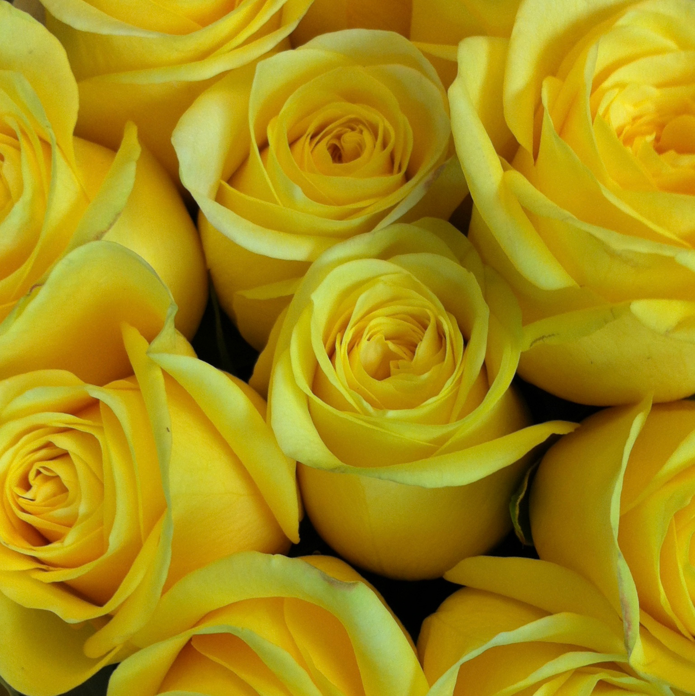 4" x 4" Square notecard featuring bright yellow roses in a bunch.