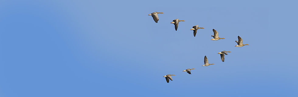 Flock of geese2.jpg