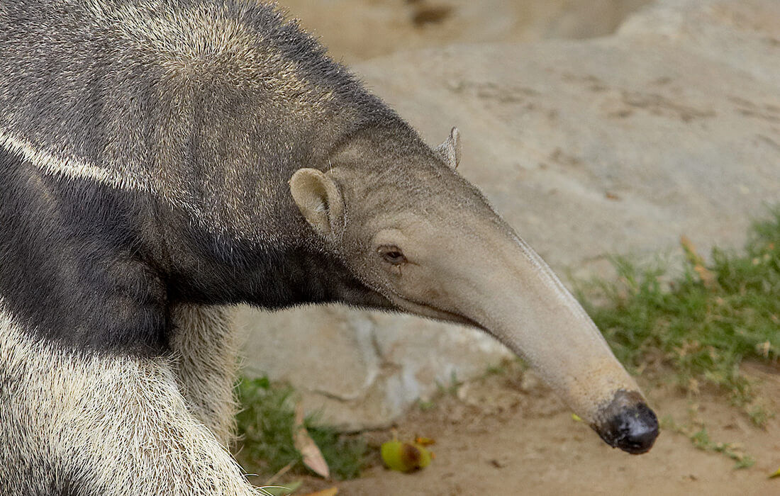 Anteater