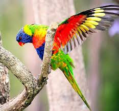 Lorikeet