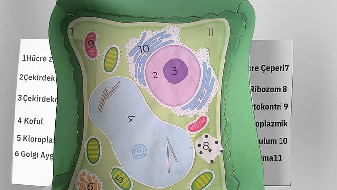 3 boyutlu bitki hücresi