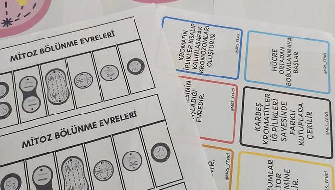 Mitoz bölünme flash kart