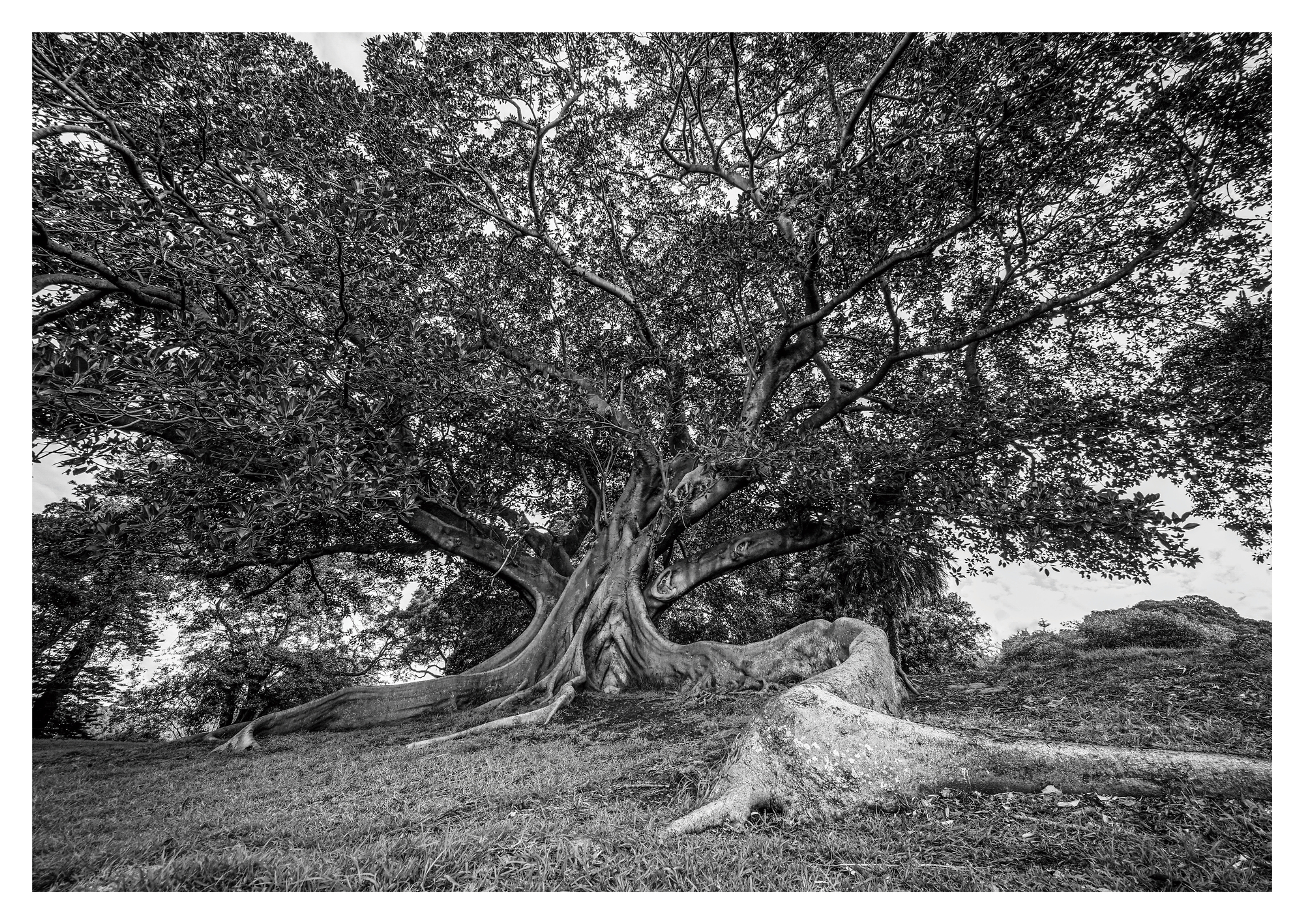 Tree of Life