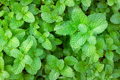 Peppermint or Mentha x piperita.jpg