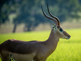 Comanche Hills Ranch