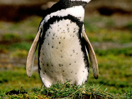 Penguin Species Series #2 - The Magellanic Penguin