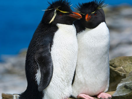 Penguin Species Series #8 - The Southern Rockhopper Penguin