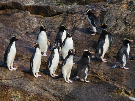 Penguin Species Series #12 - The Erect-crested Penguin