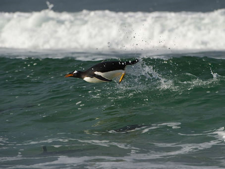 Penguin Species Series #4 - The Gentoo Penguin
