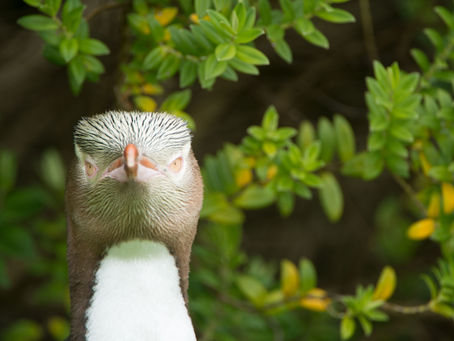 Penguin Species Series #14 - The Yellow-eyed Penguin