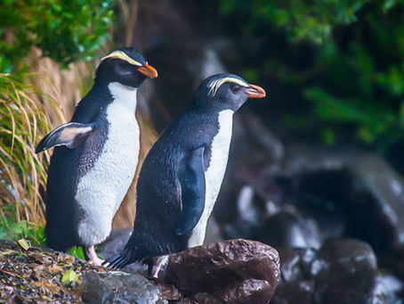 Penguin Species Series #11 - The Fiordland Penguin