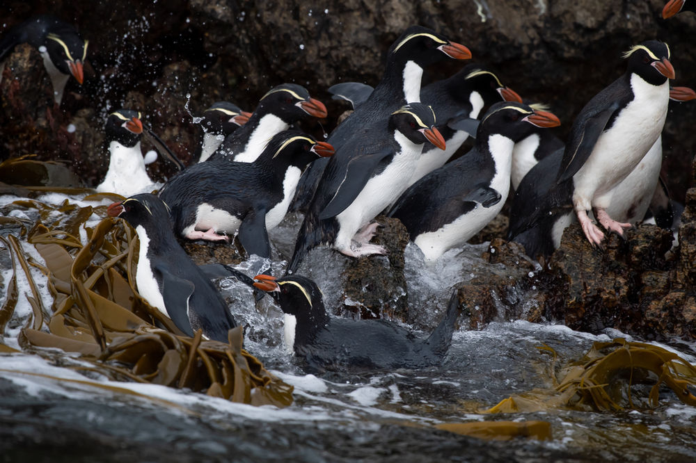 Penguin Species Series #15 - The Snares Penguin